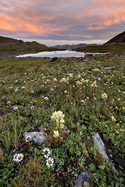 Alpine Dawn