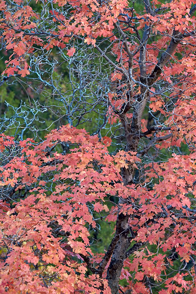 Orange Maple