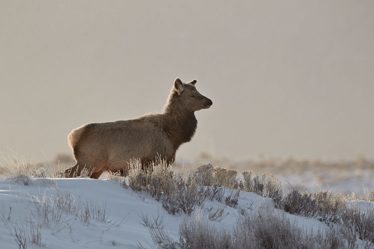 Elk Calf