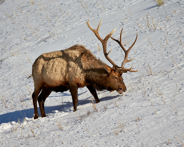 Bull Elk