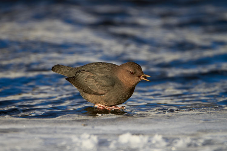 American Dipper With Prey