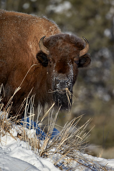 Bison Cow Eating