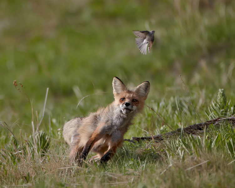 Red Fox Hunting