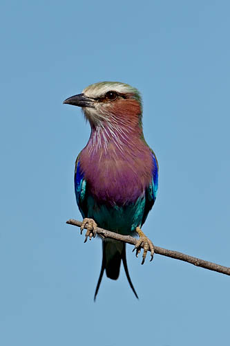 Lilac-Breasted Roller