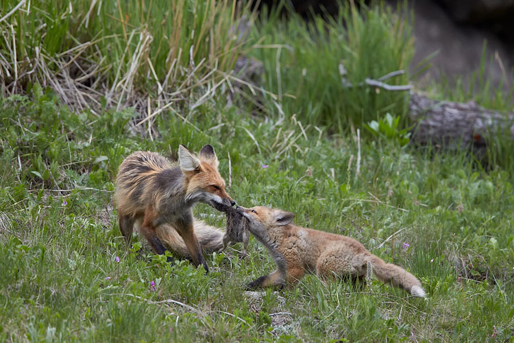 Red Fox Vixen And Kit