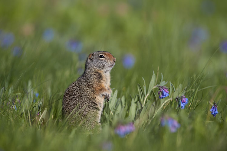 Uinta Ground Squirrel Among Mountain Bluebell