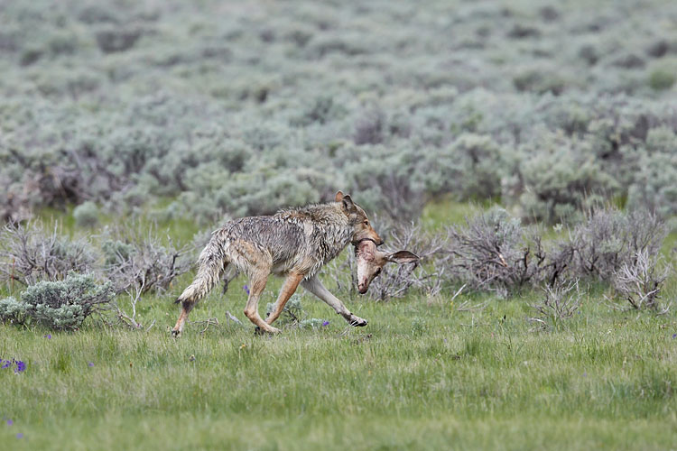 Gray Wolf With Elk Calf Head