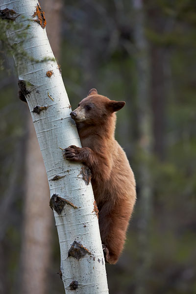 Black Bear Cub