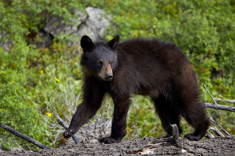 Black Bear Cub