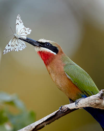 White-Fronted Bee-Eater With Butterfly