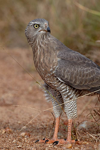 Dark Chanting Goshawk