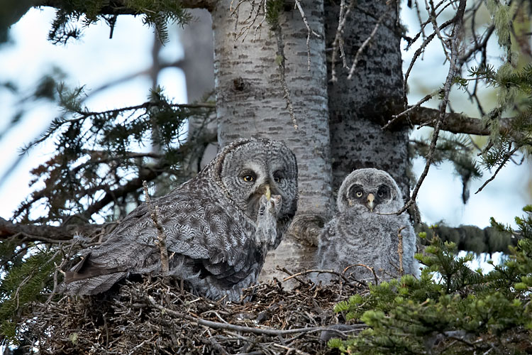 Great Gray Owl