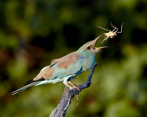 European Roller Flipping An Insect