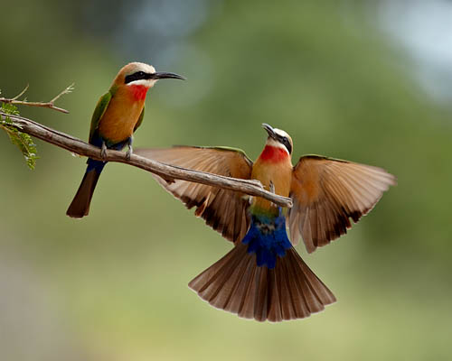 White-Fronted Bee-Eater Landing