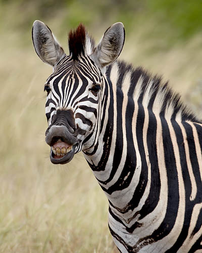 Chapman's Zebra Snickering