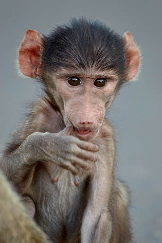 Infant Chacma Baboon