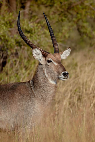 Common Waterbuck Buck