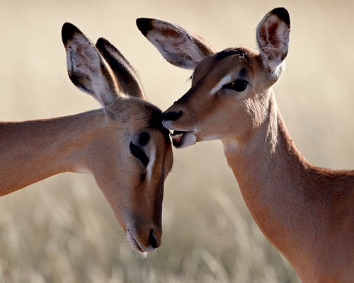 Two Impala Grooming