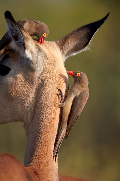 Red-Billed Oxpecker