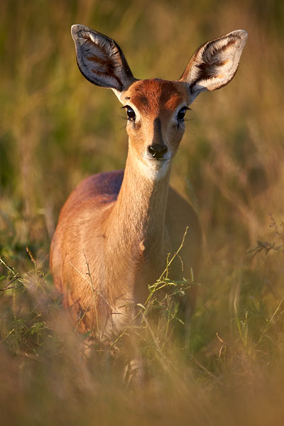 Steenbok