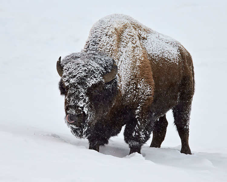 Bison Bull In Snow