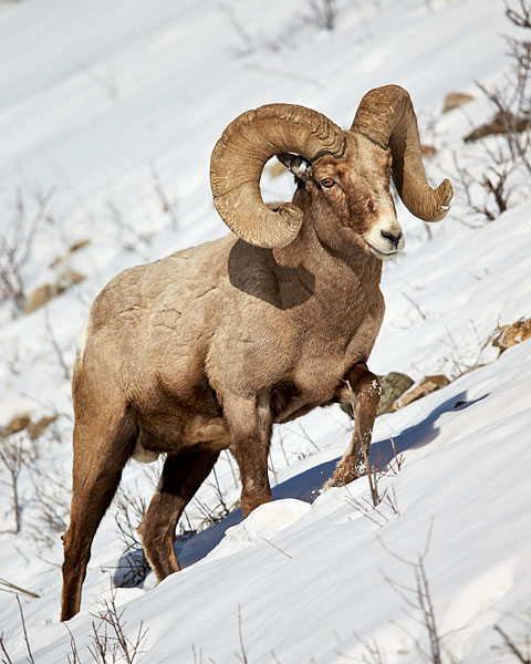 Bighorn Ram