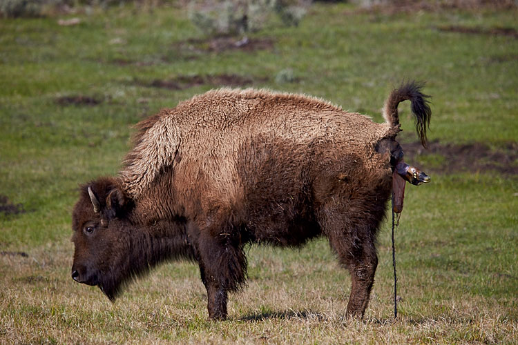 Bison Giving Birth (T-0:7:15)