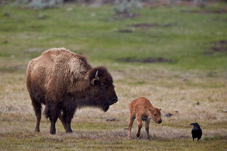 Newborn Bison Investigating A Raven (T+2:27:59)