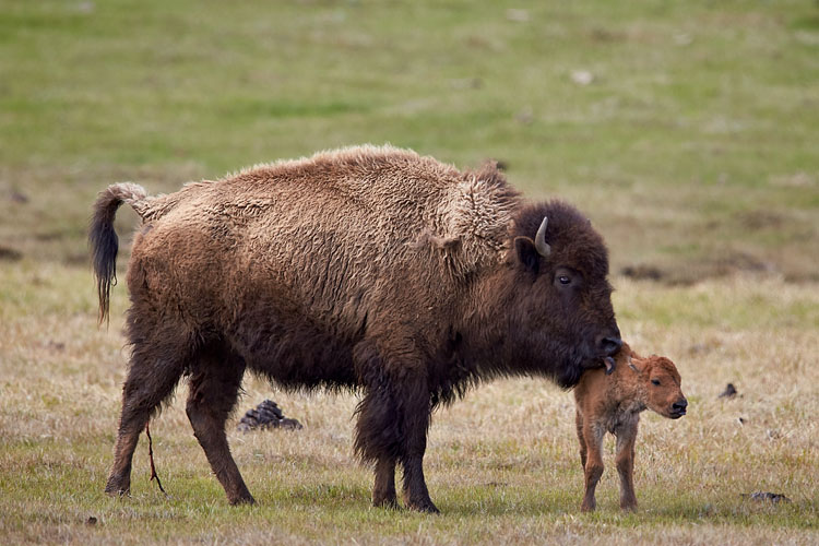 Newborn Bison (T+2:32:40)