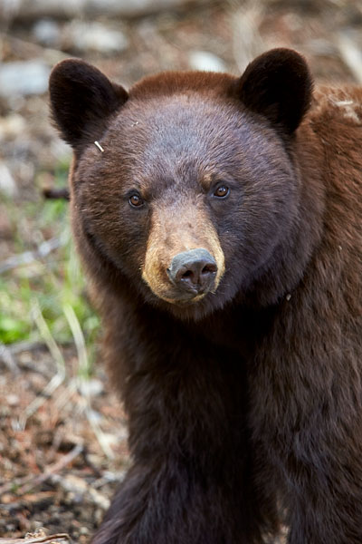 Cinnamon Black Bear