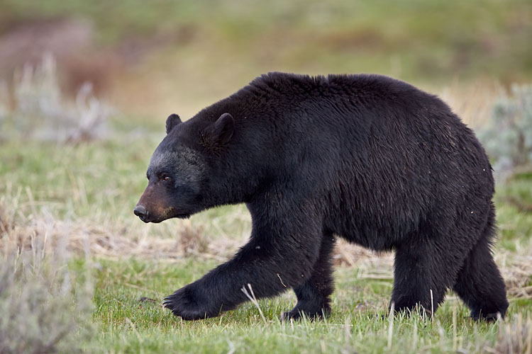 Black Bear