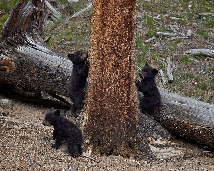 Black Bear Cubs