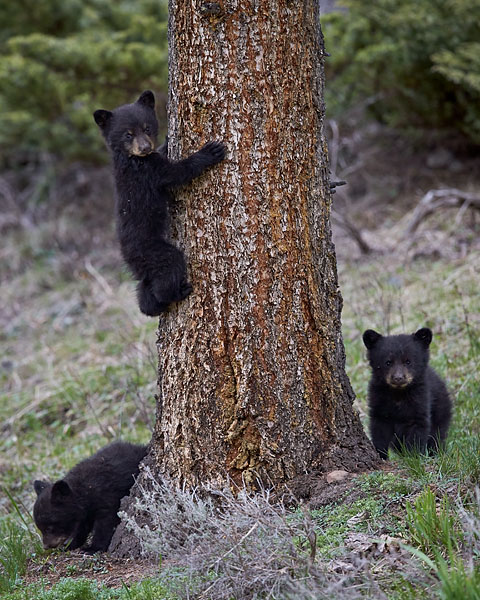 Black Bear Cubs