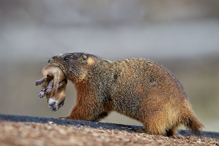 Yellow-Bellied Marmot Carrying A Pup