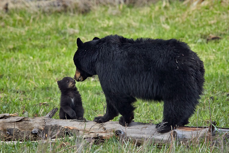 Black Bear And Cub Of The Year