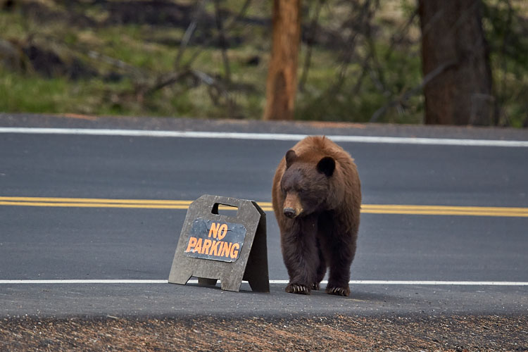 Cinnamon Black Bear