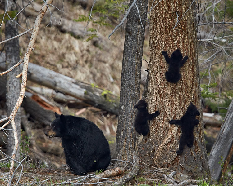 Black Bear Sow And Three Cubs Of The Year