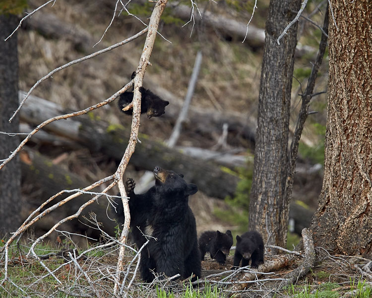 Black Bear Sow And Three Cubs Of The Year