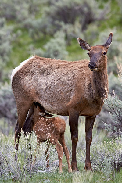 Elk Calf Nursing