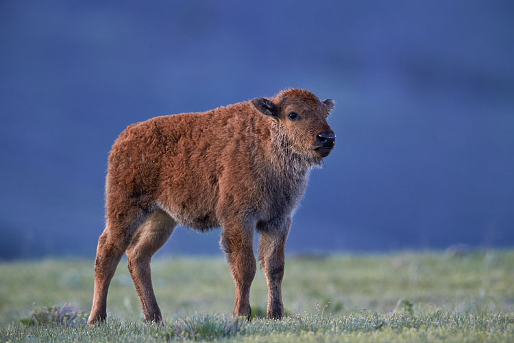 Bison Calf