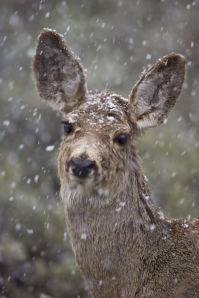 Mule Deer In A Snowstorm