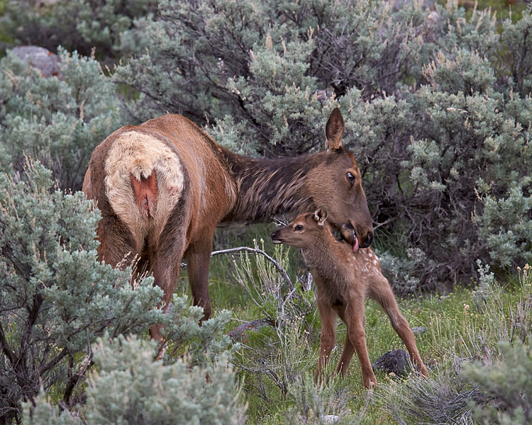 Elk Calf