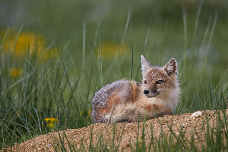 Swift Fox