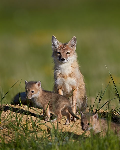 Swift Fox Adult And Kits