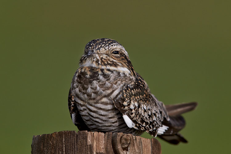 Common Nighthawk