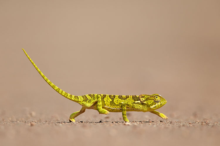 Flap-Necked Chameleon