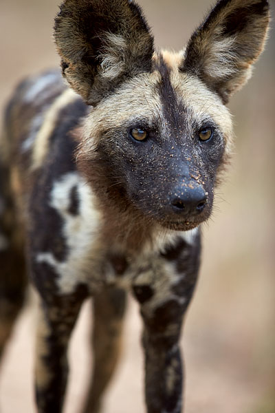 African Wild Dog