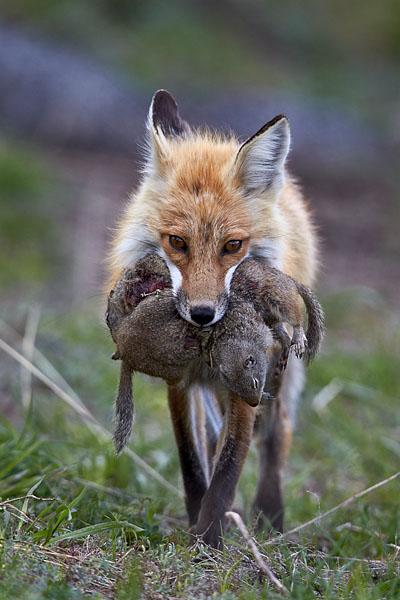 Red Fox With Uinta Ground Squirrels