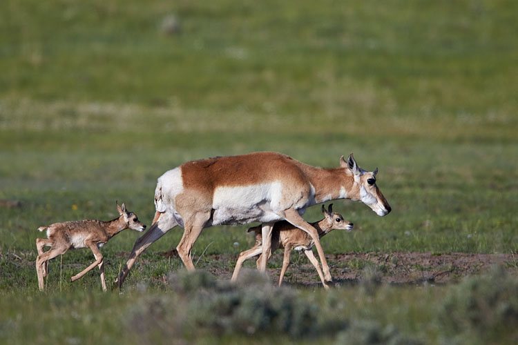 Pronghorn Doe And Fawns