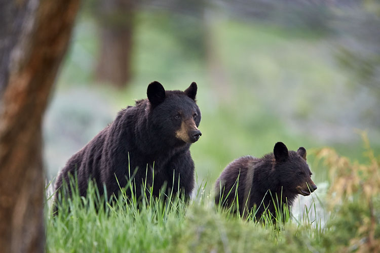 Black Bear Sow And Yearling Cub